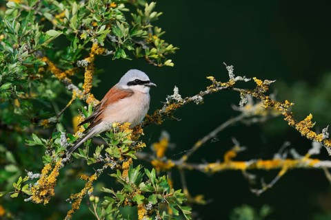 Red-backed shrike (Lanius collurio), male, North Rhine-Westphalia, Germany