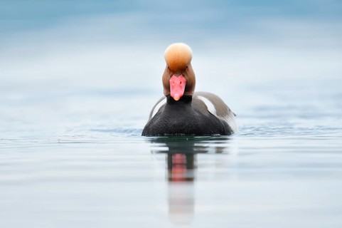 Red-crested pochard (Netta rufina), swimming drake, Lake Constance, Baden-Württemberg, Germany