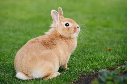 Dwarf rabbit (Oryctolagus cuniculus forma domestica) in a meadow, North Rhine-Westphalia, Germany