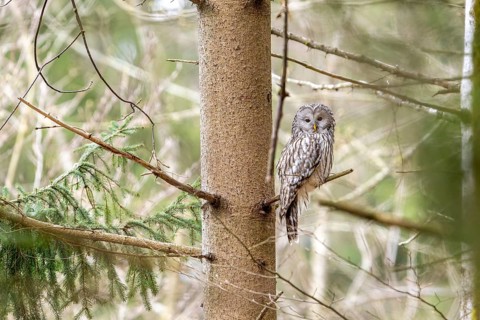 Ural owl (Strix uralensis), owl, on a branch, Koroska, Slovenia