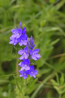 Veronica teucrium (Veronica teucrium) blue flower at the edge of a field hedge, Lahnstein,