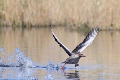Greylag goose (Anser anser) taking off on a pond, Wagbachniederung nature reserve, Waghäusel,
