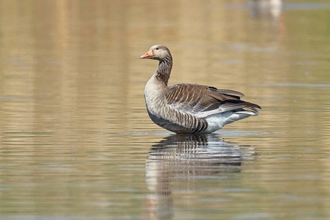 Greylag goose (Anser anser), swimming on a pond, Wagbachniederung nature reserve, Waghäusel,