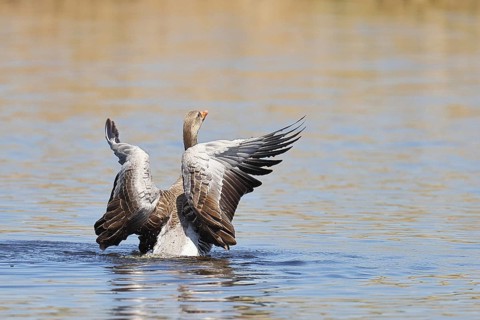 Greylag goose (Anser anser), flapping its wings on a pond, Wagbachniederung nature reserve,