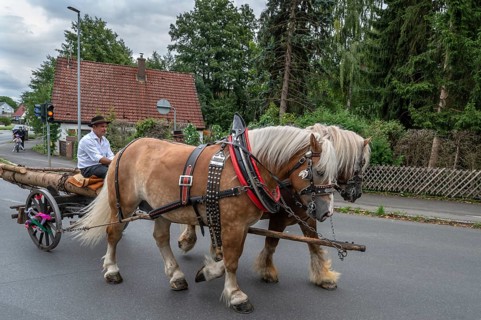 Two Haflinger horses pull the church tree to the fairground, Eckenhaid, Middle Franconia, Bavaria,