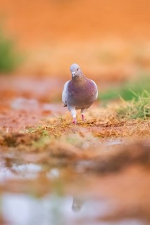 Rock dove (Columba livia) on a farmers field, Belchite, Aragon, Saragossa, Spain