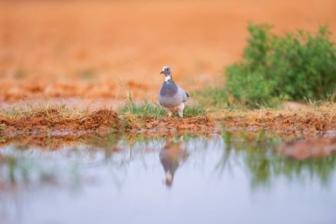 Rock dove (Columba livia) on a farmers field at a water pool, Belchite, Aragon, Saragossa, Spain