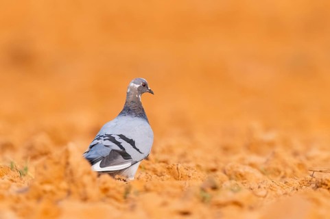Rock dove (Columba livia) on a farmers field, Belchite, Aragon, Saragossa, Spain