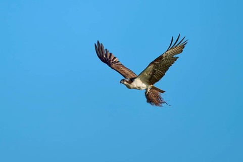 Osprey in flight with outstretched wings under a clear blue sky, Osprey (Pandion haliaetus),