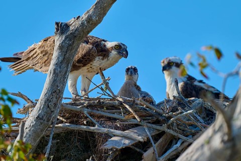 Osprey pair and chicks in a nest of branches under a clear blue sky, Osprey (Pandion haliaetus),