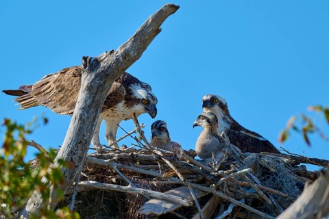 Osprey pair and chicks in a nest of branches with clear sky in the background, Osprey (Pandion