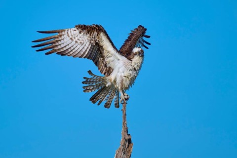 Bird spreading wings over a perch, against a clear sky, Osprey (Pandion haliaetus), Flamingo,