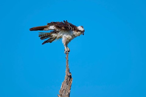 Osprey in concentrated position on a branch in front of a blue sky, Osprey (Pandion haliaetus),