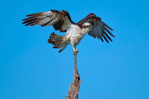 Osprey with spread wings on the top of a branch, Osprey (Pandion haliaetus), Flamingo, Everglades