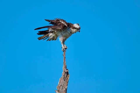 Osprey with raised wings on a branch in front of a blue sky, Osprey (Pandion haliaetus), Flamingo,