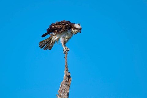 Osprey sitting calmly on a branch against a blue sky, Osprey (Pandion haliaetus), Flamingo,