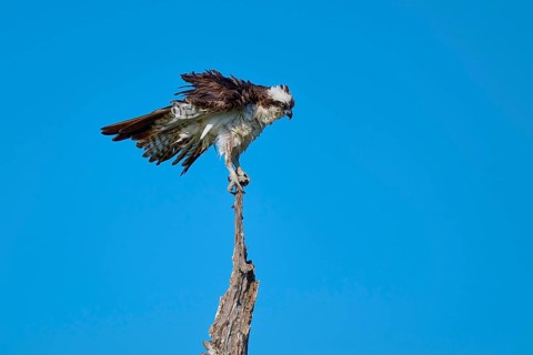 Osprey balancing on a thin branch against a blue background, Osprey (Pandion haliaetus), Flamingo,