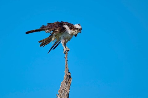 Osprey on a branch with outstretched wings in front of a blue sky, Osprey (Pandion haliaetus),