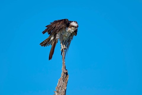 Osprey sitting on a branch in front of a clear blue sky, Osprey (Pandion haliaetus), Flamingo,