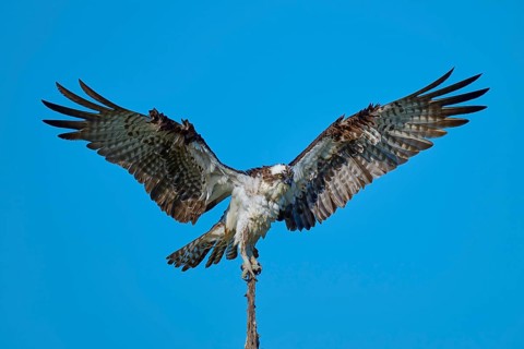 Bird of prey balancing on a branch with fully spread wings, Osprey (Pandion haliaetus), Flamingo,