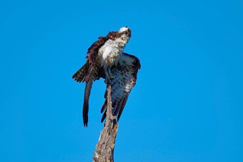 An osprey poses majestically on a tree in front of a deep blue sky, Osprey (Pandion haliaetus),
