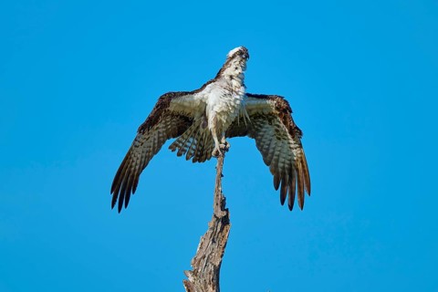 Bird spreads its wings with ease and rests on a thin branch, Osprey (Pandion haliaetus), Flamingo,