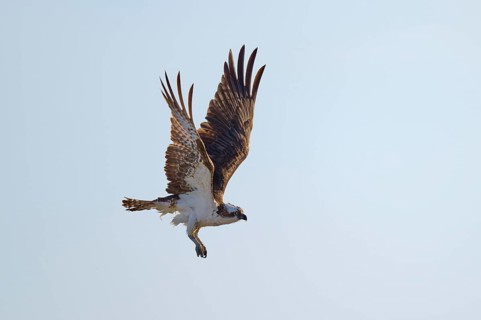 Osprey in flight with wide wings against a bright sky, Osprey (Pandion haliaetus), Flamingo,