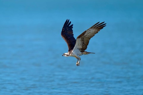 An osprey flies over a blue water surface with flowing movements, Osprey (Pandion haliaetus),