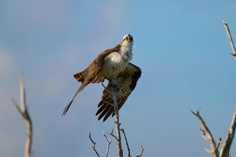 An osprey observes the surroundings from a branch, Osprey (Pandion haliaetus), Flamingo, Everglades