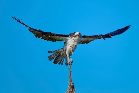 Osprey on top of a branch with horizontal wings, clear sky, Osprey (Pandion haliaetus), Flamingo,
