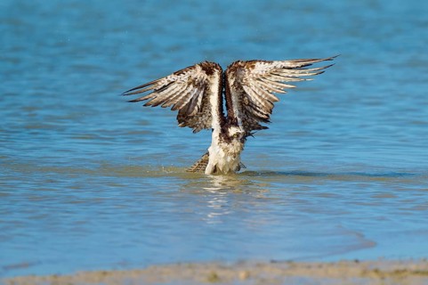 Osprey stretching its wings upwards as it rises from the water, Osprey (Pandion haliaetus),