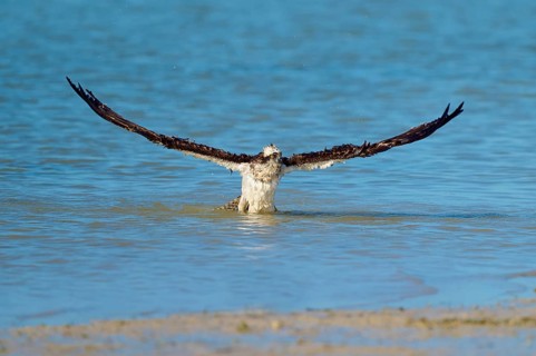 Osprey with wings wide open on take-off from the water, Osprey (Pandion haliaetus), Flamingo,