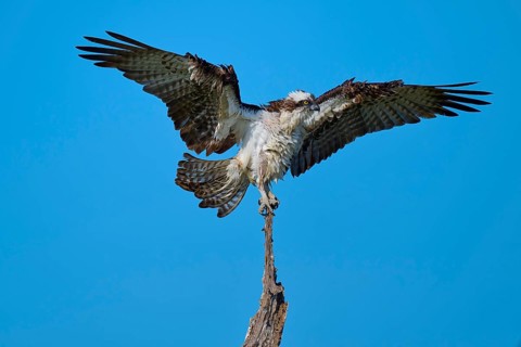 Osprey with wings spread wide on a branch, Osprey (Pandion haliaetus), Flamingo, Everglades
