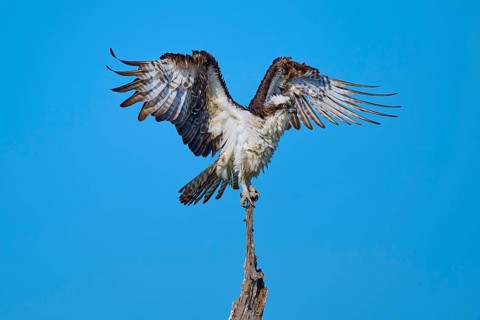 Osprey on a branch with outstretched wings ready for take-off, Osprey (Pandion haliaetus),