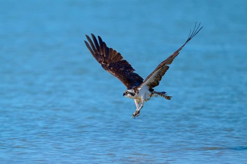 An osprey flies close over the water, ready to hunt, Osprey (Pandion haliaetus), Flamingo,
