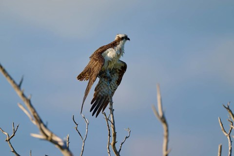 An osprey sits on a bare branch under a blue sky, Osprey (Pandion haliaetus), Flamingo, Everglades