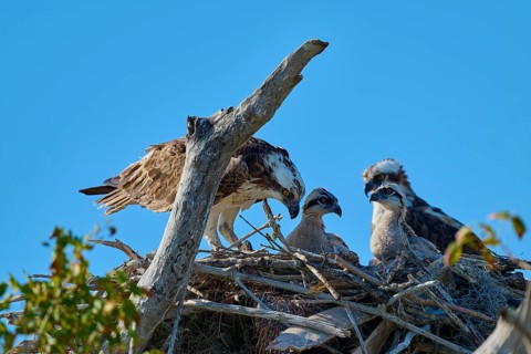 Osprey pair with chicks in nest made of twigs, birds in natural environment, Osprey (Pandion