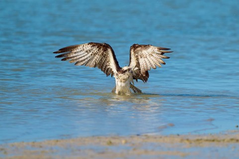 Osprey takes off from the water with spread wings, Osprey (Pandion haliaetus), Flamingo, Everglades