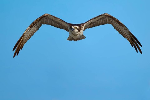 Osprey flying with outstretched wings in the clear sky, Osprey (Pandion haliaetus), Flamingo,