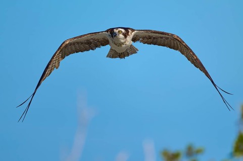 Osprey with outstretched wings in the blue sky, Osprey (Pandion haliaetus), Flamingo, Everglades