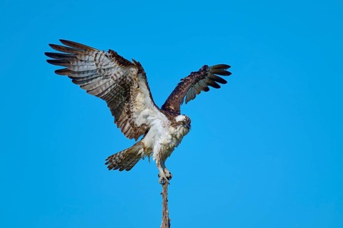 Bird standing calmly with half-spread wings on branch in front of sky, Osprey (Pandion haliaetus),