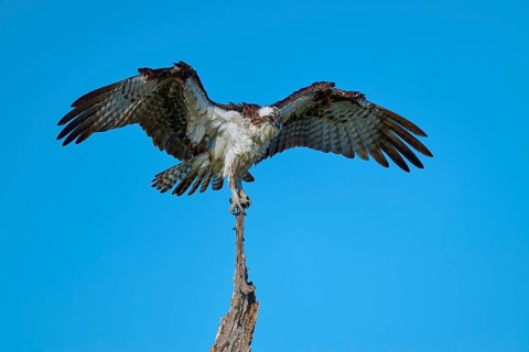 Osprey with slightly open wings balancing on branch tip, Osprey (Pandion haliaetus), Flamingo,