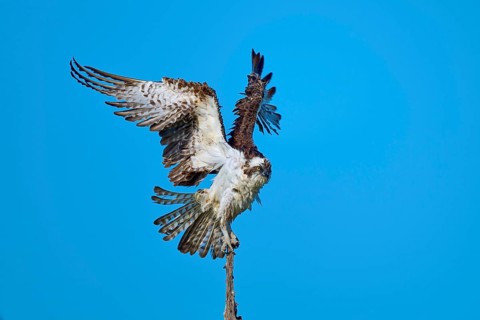 Bird using branch for take-off, wings powerfully outstretched against the sky, Osprey (Pandion