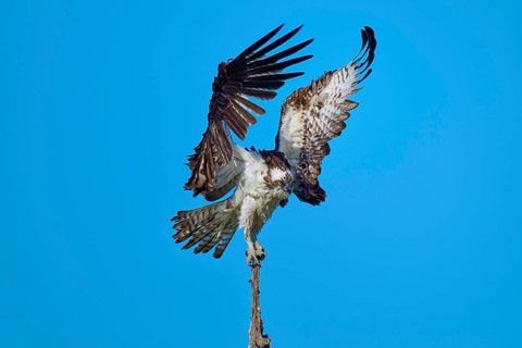 Osprey landing on branch tip, wings high and wide against the sky, Osprey (Pandion haliaetus),