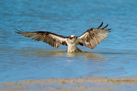 Osprey spreads its wings as it lifts out of the water, Osprey (Pandion haliaetus), Flamingo,