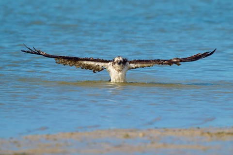 Osprey rising from the water with wings spread wide, Osprey (Pandion haliaetus), Flamingo,