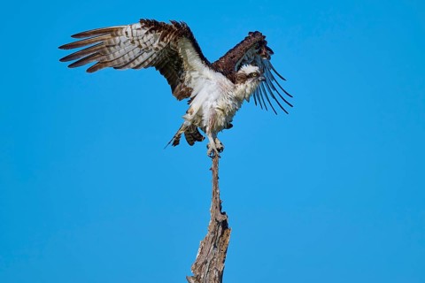 Osprey in flight position on a branch against blue sky, Osprey (Pandion haliaetus), Flamingo,