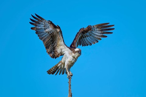 Bird about to take off, wings outstretched, clear sky as background, Osprey (Pandion haliaetus),