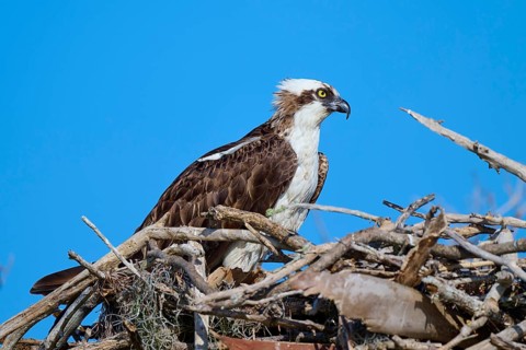 An osprey resting on a nest of branches under a clear sky, Osprey (Pandion haliaetus), Flamingo,