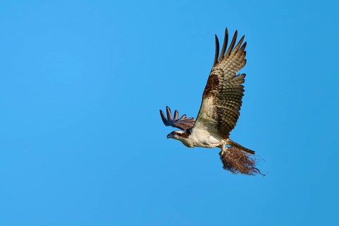 Osprey flying with outstretched wings under a clear sky, Osprey (Pandion haliaetus), Flamingo,